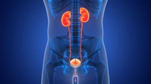 Bladder Problems: Do You Have Neurogenic Bladder? - Best Urologist NYC