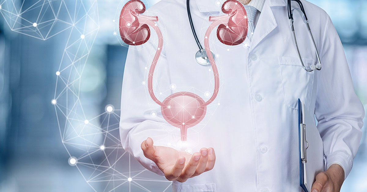 A medical worker shows the urinary system on blurred background; blog: Comm...