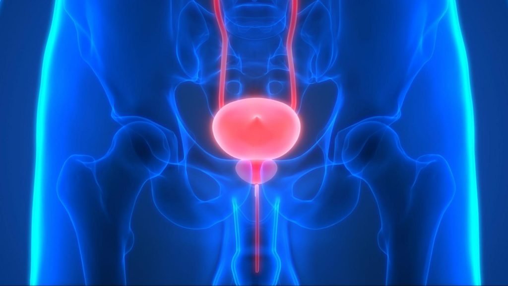 close up illustration highlighting the prostate