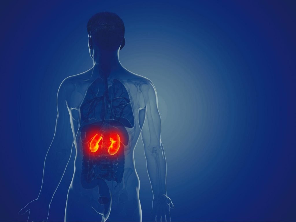 An generated image of the back of a man highlighting the kidneys to represent kidney infections